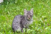 Katze