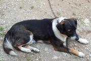 Hund